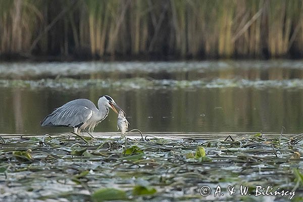 Czapla siwa, Ardea cinerea