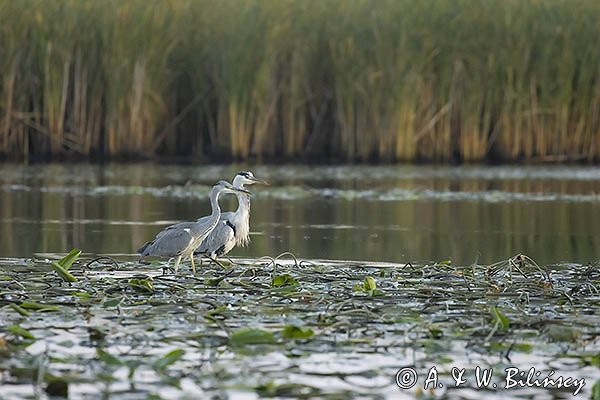 Czapla siwa, Ardea cinerea