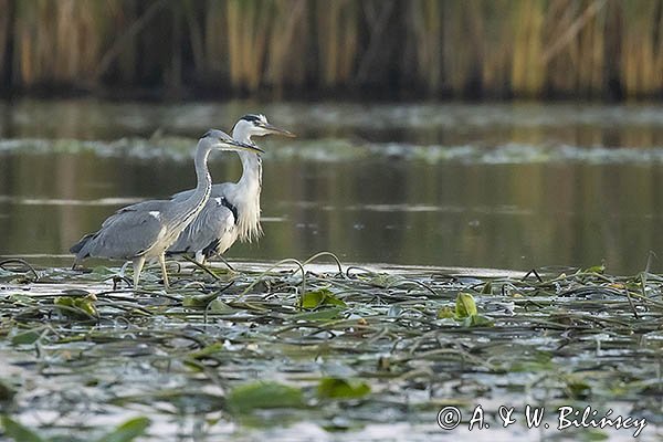 Czapla siwa, Ardea cinerea