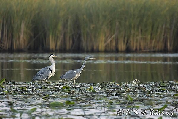 Czapla siwa, Ardea cinerea