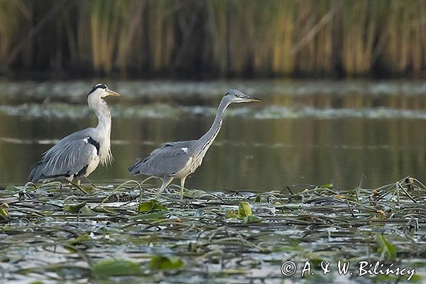 Czapla siwa, Ardea cinerea