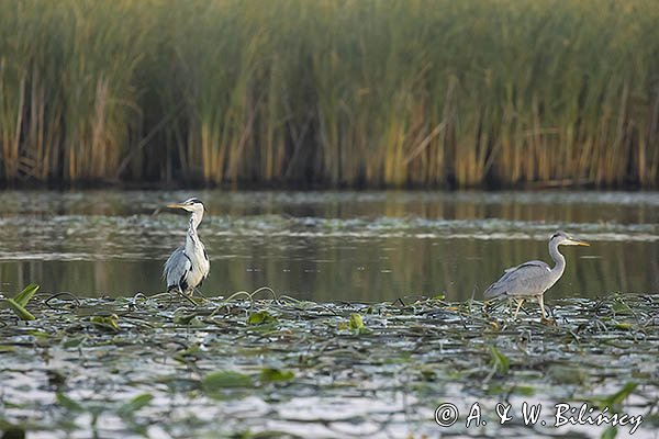 Czapla siwa, Ardea cinerea