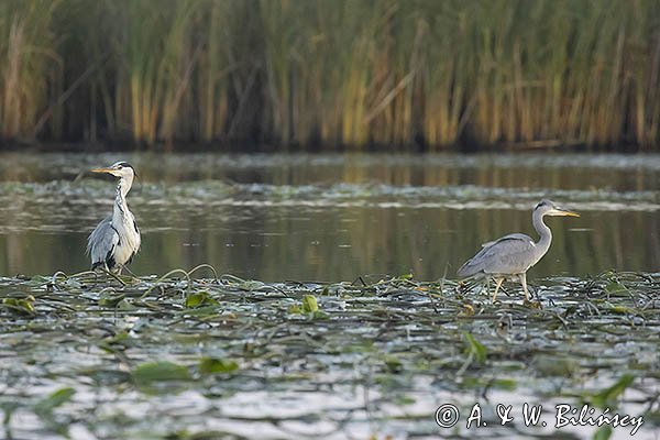 Czapla siwa, Ardea cinerea