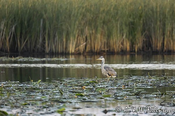 Czapla siwa, Ardea cinerea