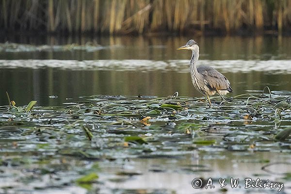 Czapla siwa, Ardea cinerea