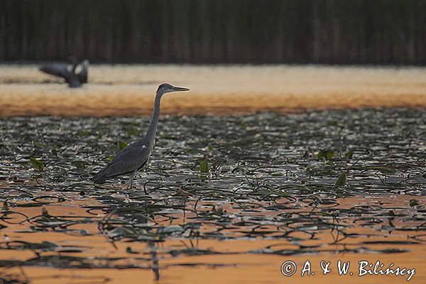 Czapla siwa, Ardea cinerea