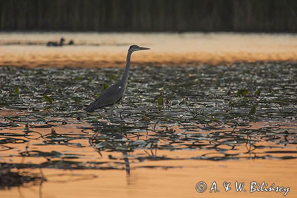 Czapla siwa, Ardea cinerea