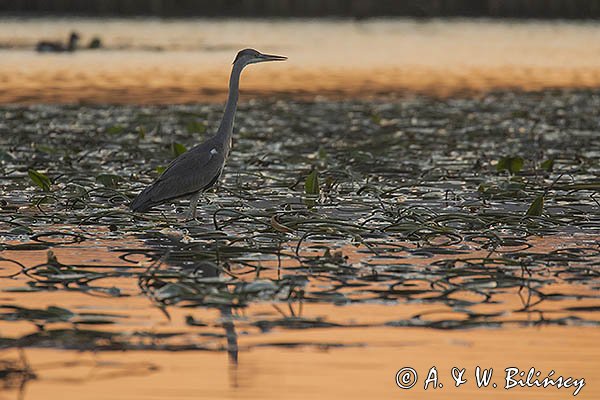 Czapla siwa, Ardea cinerea