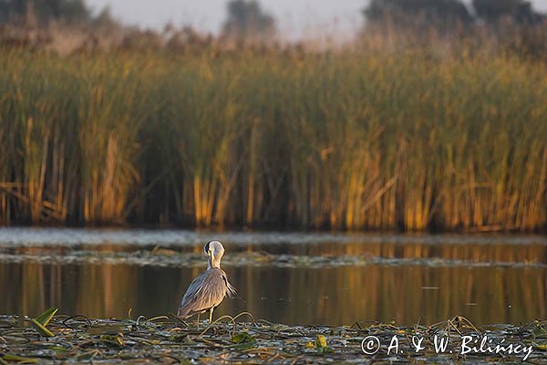 Czapla siwa, Ardea cinerea