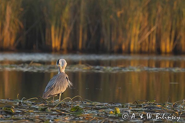 Czapla siwa, Ardea cinerea