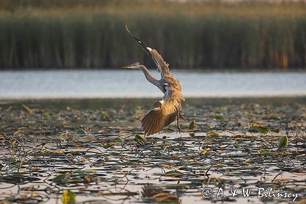 Czapla siwa, Ardea cinerea