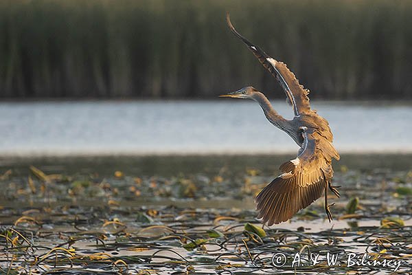 Czapla siwa, Ardea cinerea