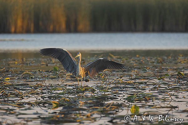 Czapla siwa, Ardea cinerea