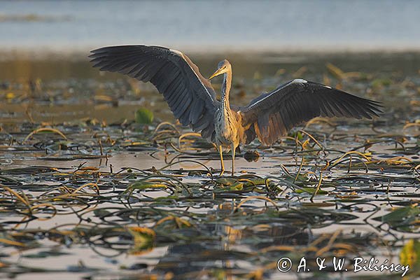 Czapla siwa, Ardea cinerea