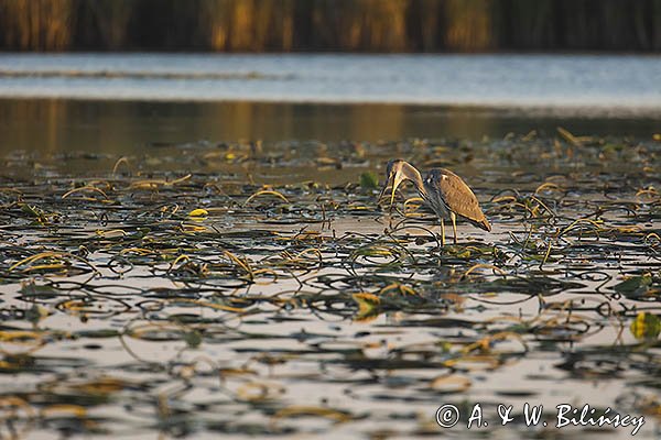 Czapla siwa, Ardea cinerea