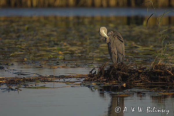 Czapla siwa, Ardea cinerea