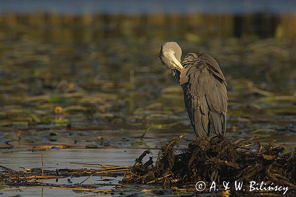 Czapla siwa, Ardea cinerea