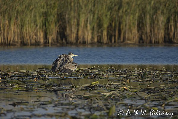 Czapla siwa, Ardea cinerea