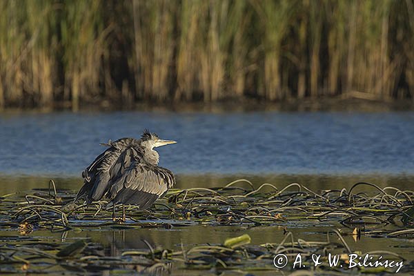 Czapla siwa, Ardea cinerea