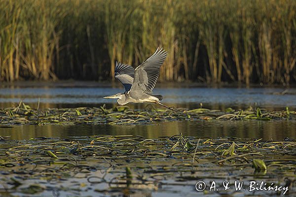 Czapla siwa, Ardea cinerea