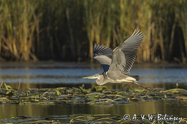 Czapla siwa, Ardea cinerea