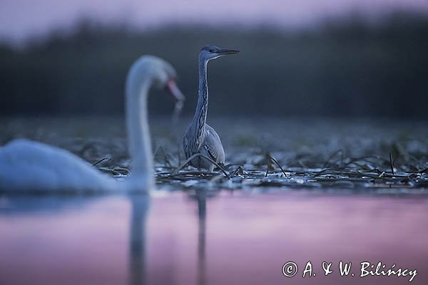 Czapla siwa, Ardea cinerea