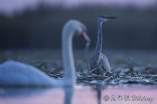 Czapla siwa, Ardea cinerea