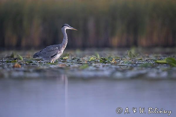 Czapla siwa, Ardea cinerea