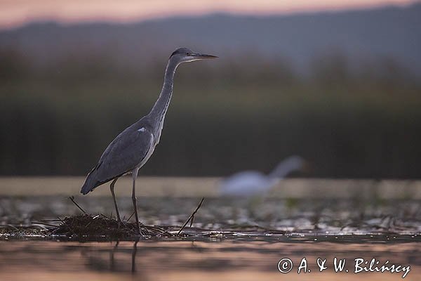 Czapla siwa, Ardea cinerea