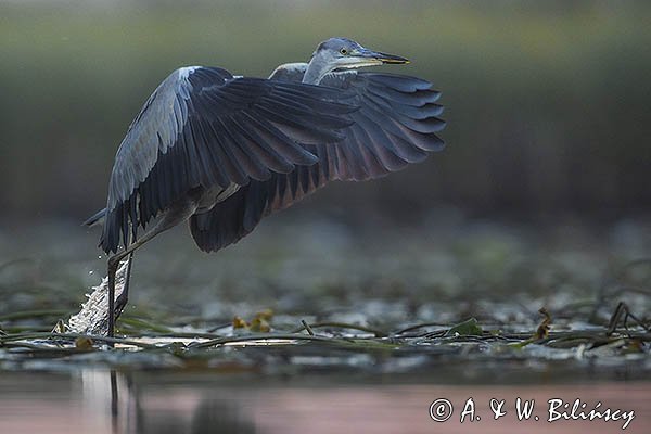 Czapla siwa, Ardea cinerea