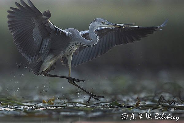 Czapla siwa, Ardea cinerea