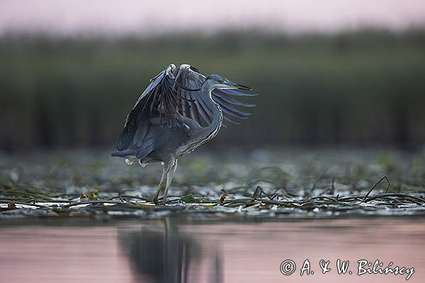 Czapla siwa, Ardea cinerea