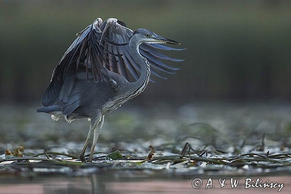 Czapla siwa, Ardea cinerea