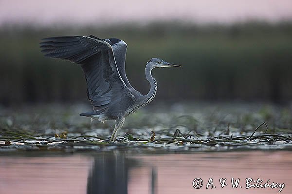 Czapla siwa, Ardea cinerea