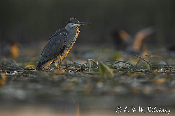 Czapla siwa, Ardea cinerea