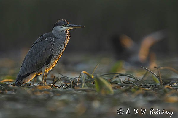 Czapla siwa, Ardea cinerea