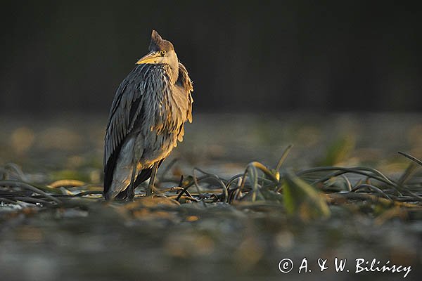 Czapla siwa, Ardea cinerea