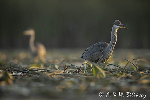 Czapla siwa, Ardea cinerea