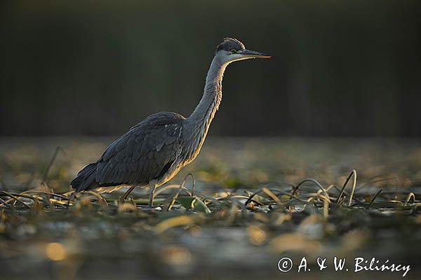 Czapla siwa, Ardea cinerea