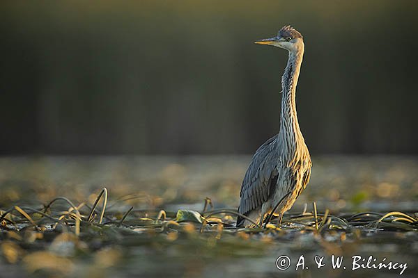 Czapla siwa, Ardea cinerea