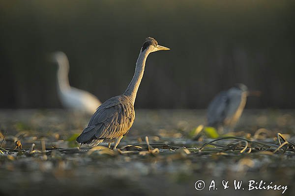 Czapla siwa, Ardea cinerea