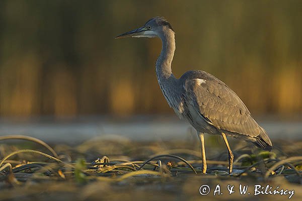 Czapla siwa, Ardea cinerea