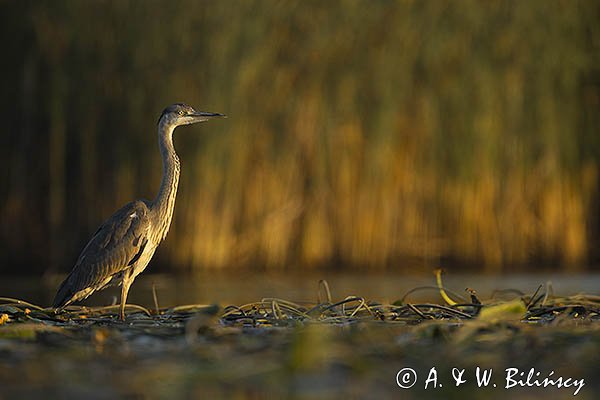 Czapla siwa, Ardea cinerea