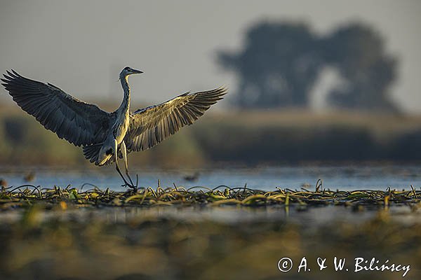 Czapla siwa, Ardea cinerea