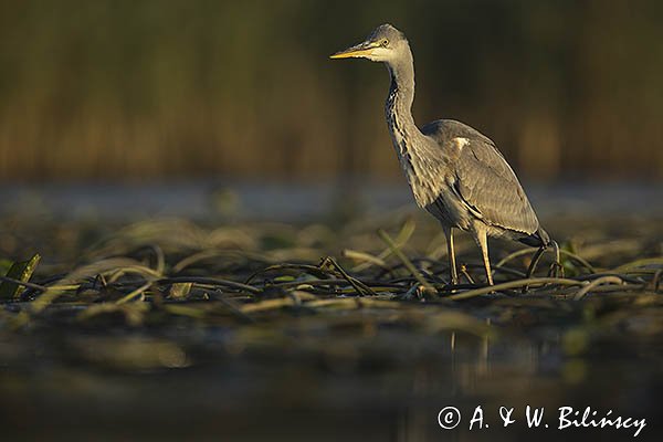 Czapla siwa, Ardea cinerea