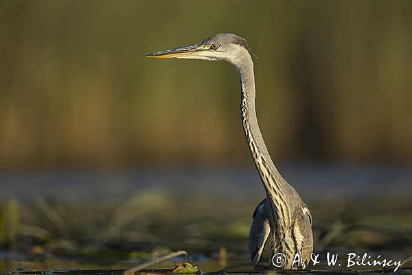 Czapla siwa, Ardea cinerea