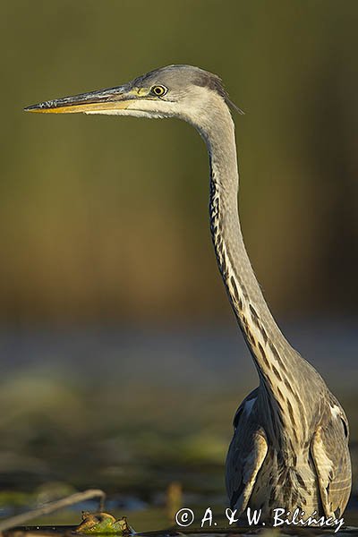 Czapla siwa, Ardea cinerea