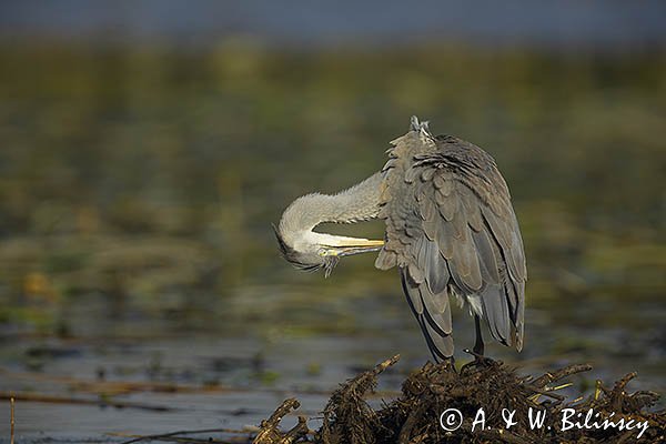 Czapla siwa, Ardea cinerea