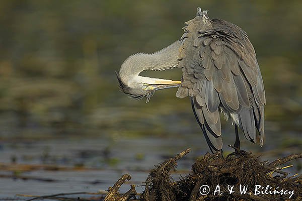 Czapla siwa, Ardea cinerea