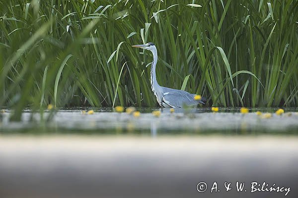 Czapla siwa, Ardea cinerea